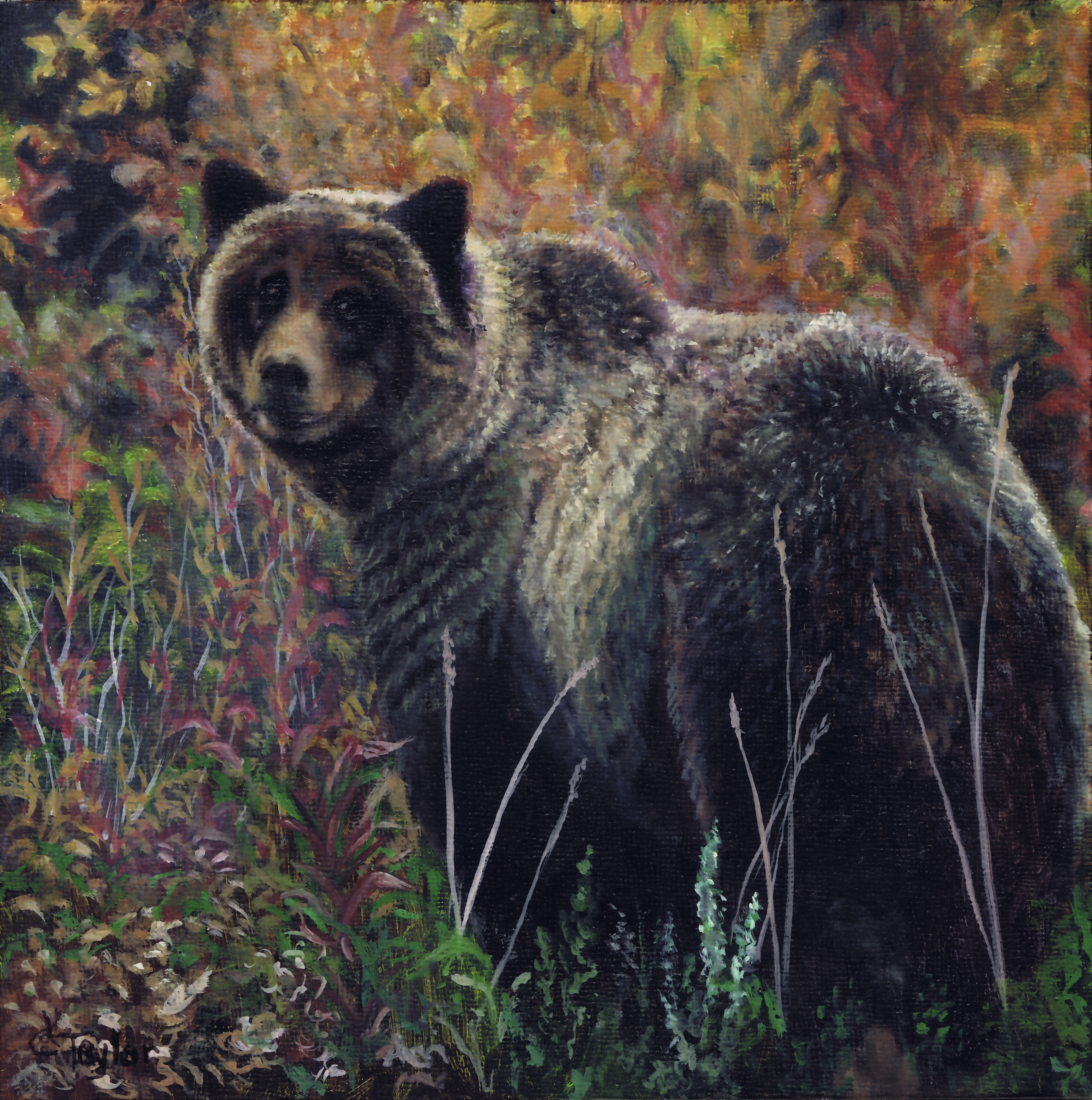 Bear portrait by Cyndi Taylor